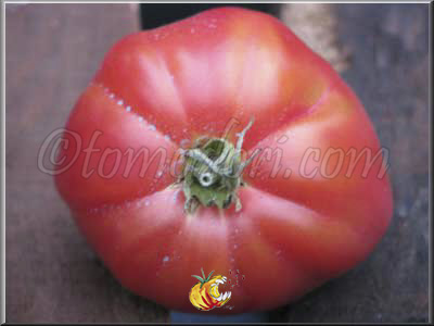 Tomate Coeur de Boeuf Slankard