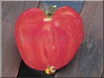 Tomate Coeur de Boeuf Slankard
