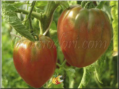 Tomate Coeur de Boeuf Slankard