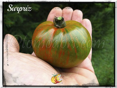 Tomate Coeur de Boeuf Surpriz