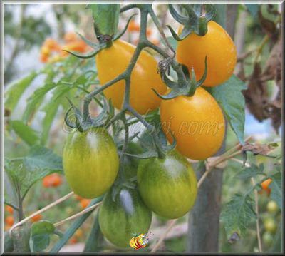 Tomate Coeur de Pigeon