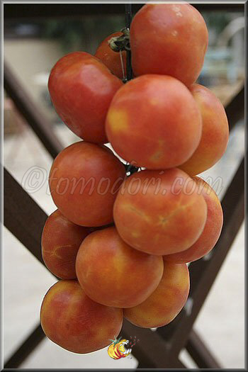 Tomate Colgar