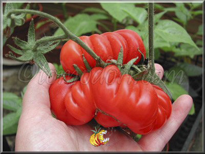 Tomate Costoluto Fiorentino