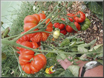 Tomate Costoluto Fiorentino