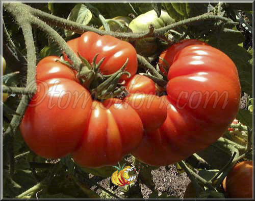 Tomate Costoluto Genovese
