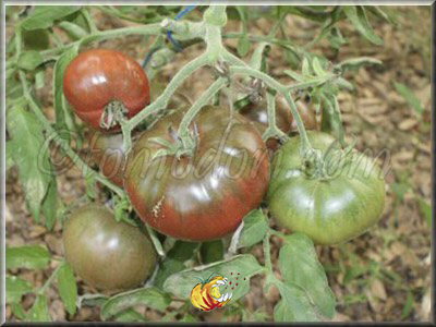 Tomate Cuban Black