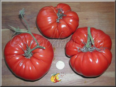 Tomate Cuostralee