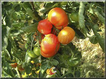 Tomate Dänisch Export