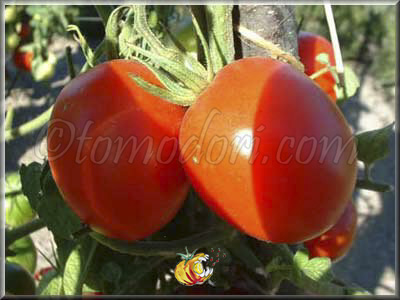 Tomate De Bérao