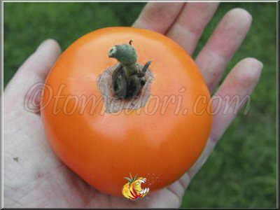 Tomate Délice d'Or
