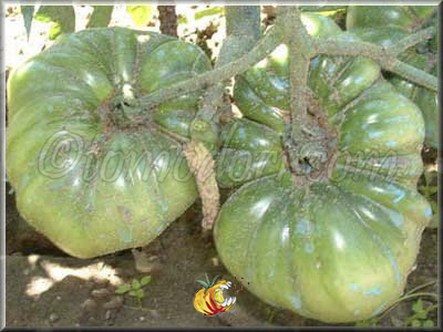 Tomate Deweese Streaked