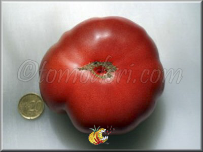 Tomate Dikaïa Roza