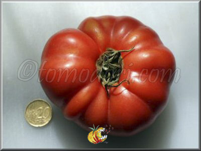 Tomate Dikaïa Roza