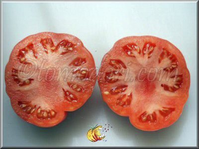 Tomate Dikaïa Roza