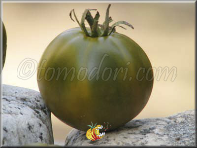 Tomate Dorothy's Green
