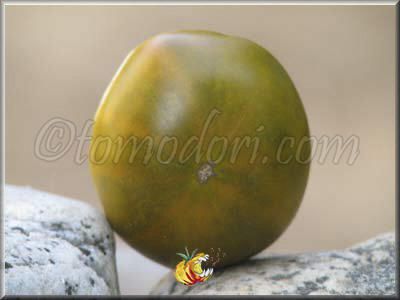 Tomate Dorothy's Green