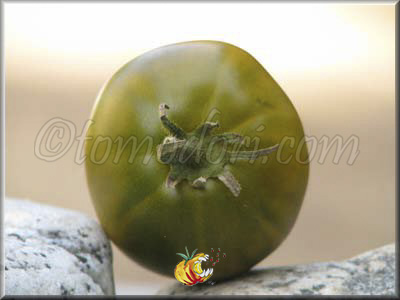 Tomate Dorothy's Green