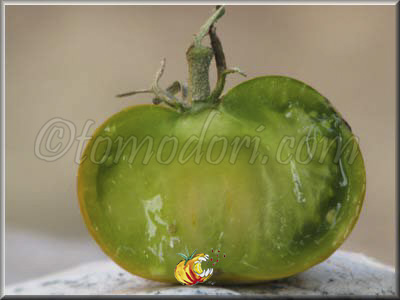 Tomate Dorothy's Green