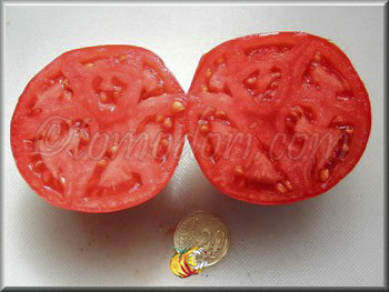 Tomate Doucette de Fougères