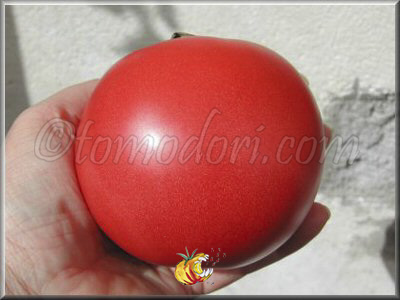 Tomate Douceur de Doucet