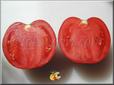 Tomate Douceur de Doucet
