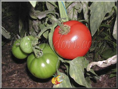 Tomate Douceur de Doucet