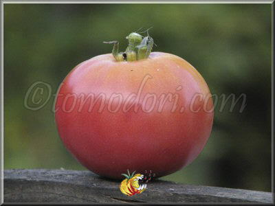 Tomate Dr Lyle
