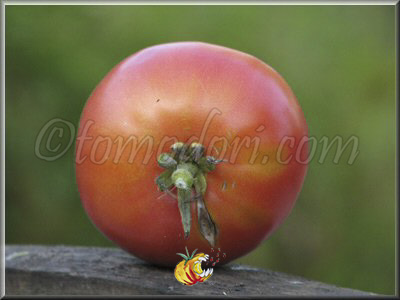 Tomate Dr Lyle