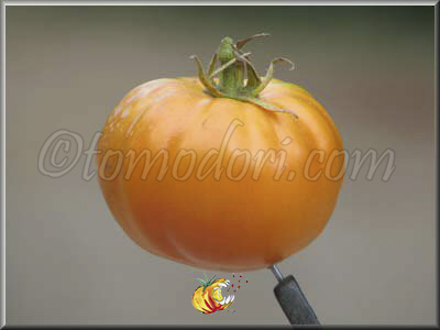 Tomate Dr Wiche's Yellow