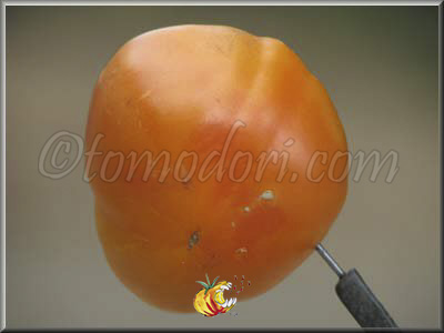 Tomate Dr Wiche's Yellow