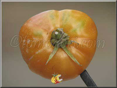 Tomate Dr Wiche's Yellow