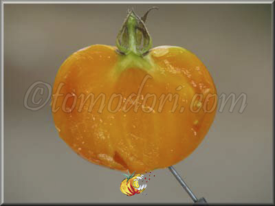 Tomate Dr Wiche's Yellow