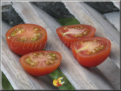 Tomate Edouard