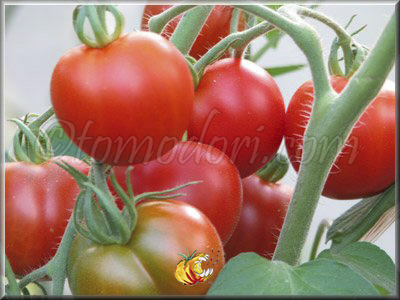 Tomate Edouard