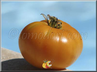 Tomate Elbe