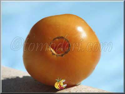 Tomate Elbe