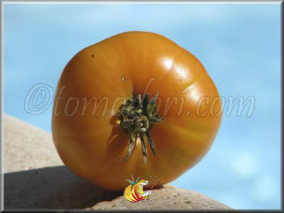Tomate Elbe