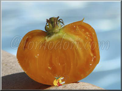 Tomate Elbe