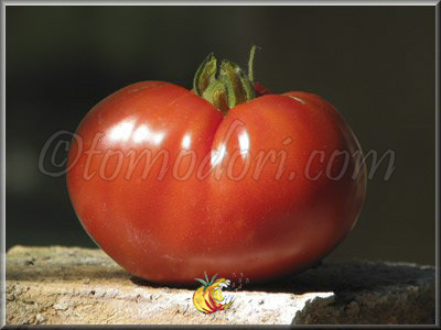 Tomate Eli
