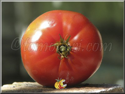 Tomate Eli