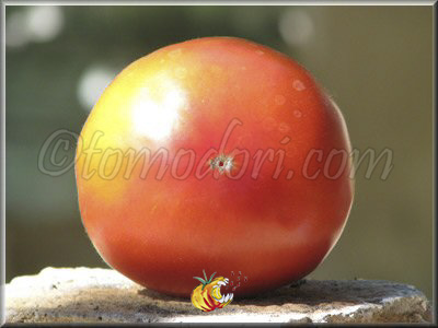 Tomate Eli
