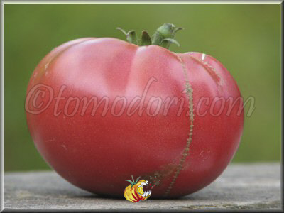 Tomate English Rose