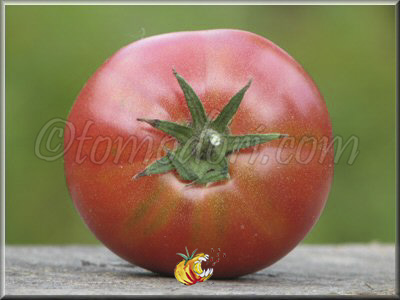 Tomate English Rose