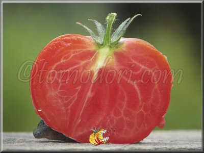 Tomate English Rose