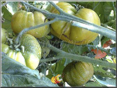 Tomate Evergreen