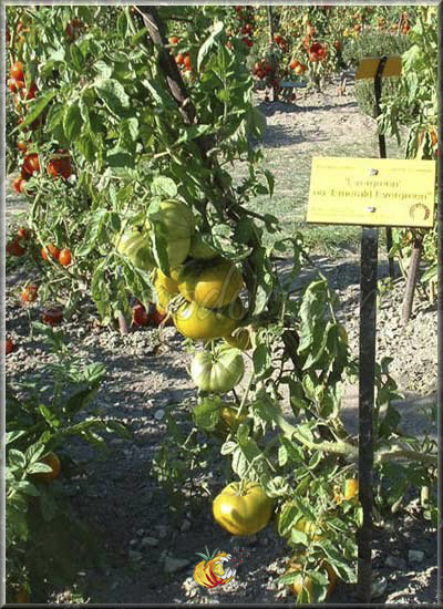 Tomate Evergreen