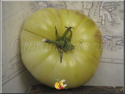 Tomate Fantôme du Laos