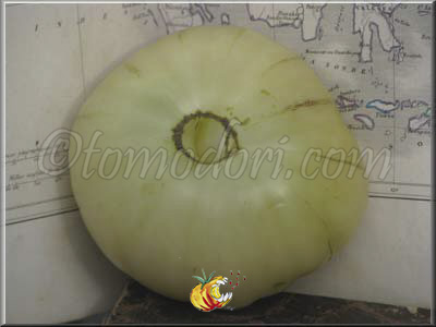 Tomate Fantôme du Laos