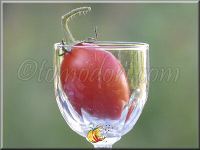 Tomate Fiaschetto