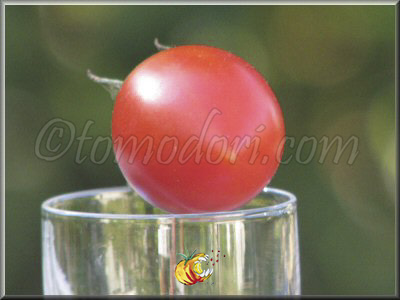 Tomate Fiaschetto